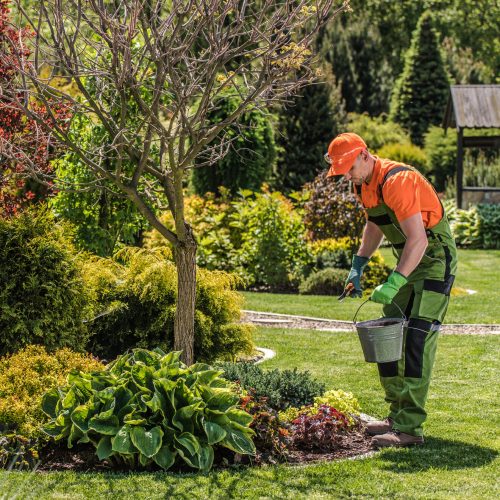 Male Gardener Trimming Clearing And Planting Flower Beds