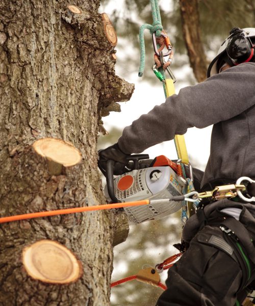 Arborist cutting branches with chainsaw. Action shot, visible saw dust.
